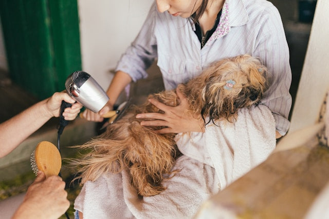 Pet Hair Removal Guide: How to Clean Rugs, Couches, Carpeted Stairs, and Pet Bedding