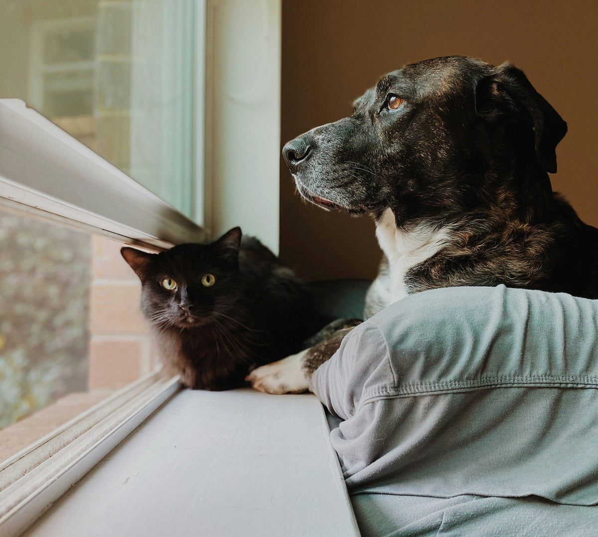 How Pet Owners Can Support Better Indoor Air Quality