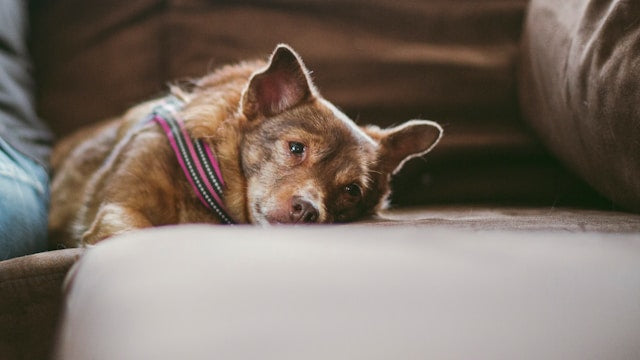 Lint Rollers vs Reusable Pet Hair Removers