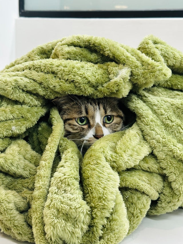 How to Remove Lint and Hair From Bedding