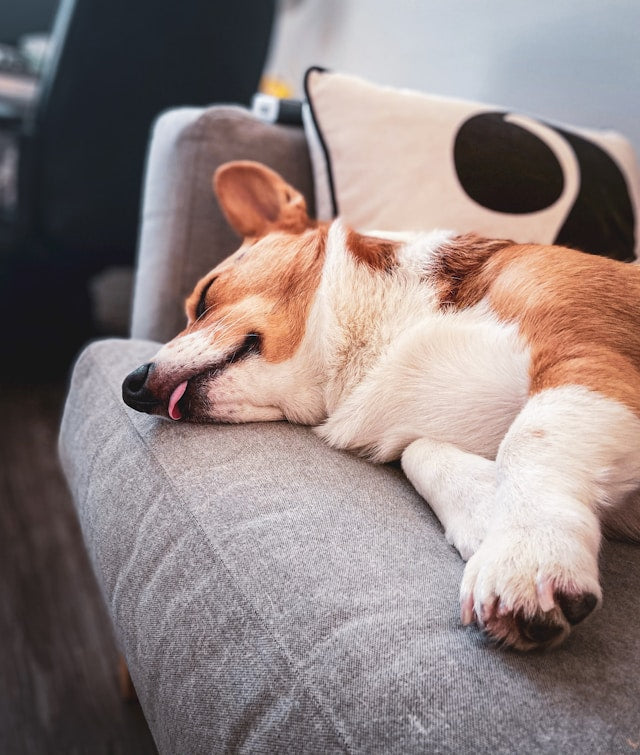 How to Keep Pet Hair From Building Up on Furniture
