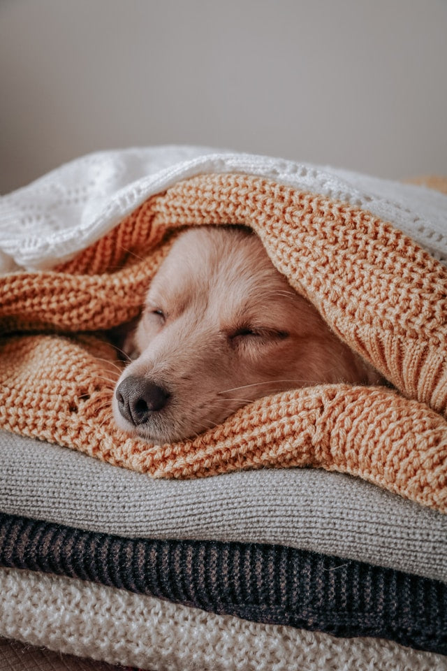 How to Remove Pet Hair From Blankets and Bedding